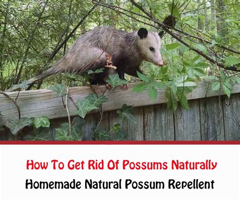 How to get rid of opossums. Things To Know About How to get rid of opossums. 